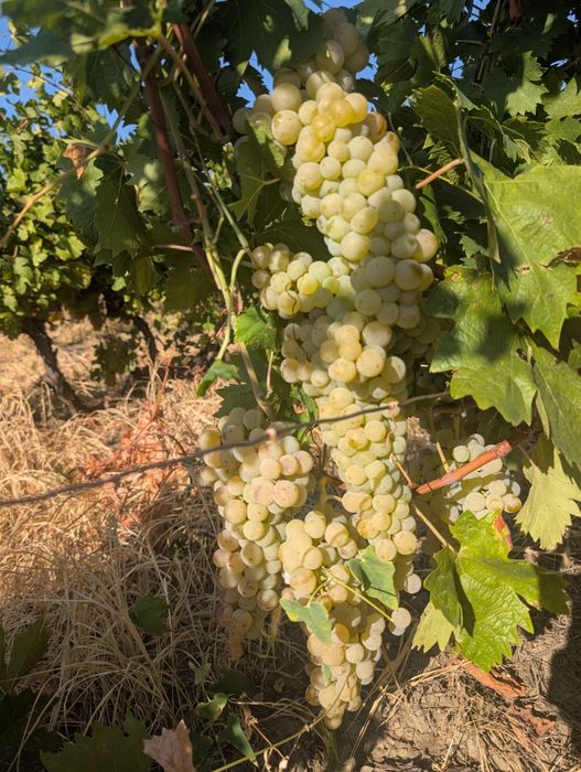 Vând struguri de vin cu transport gratuit