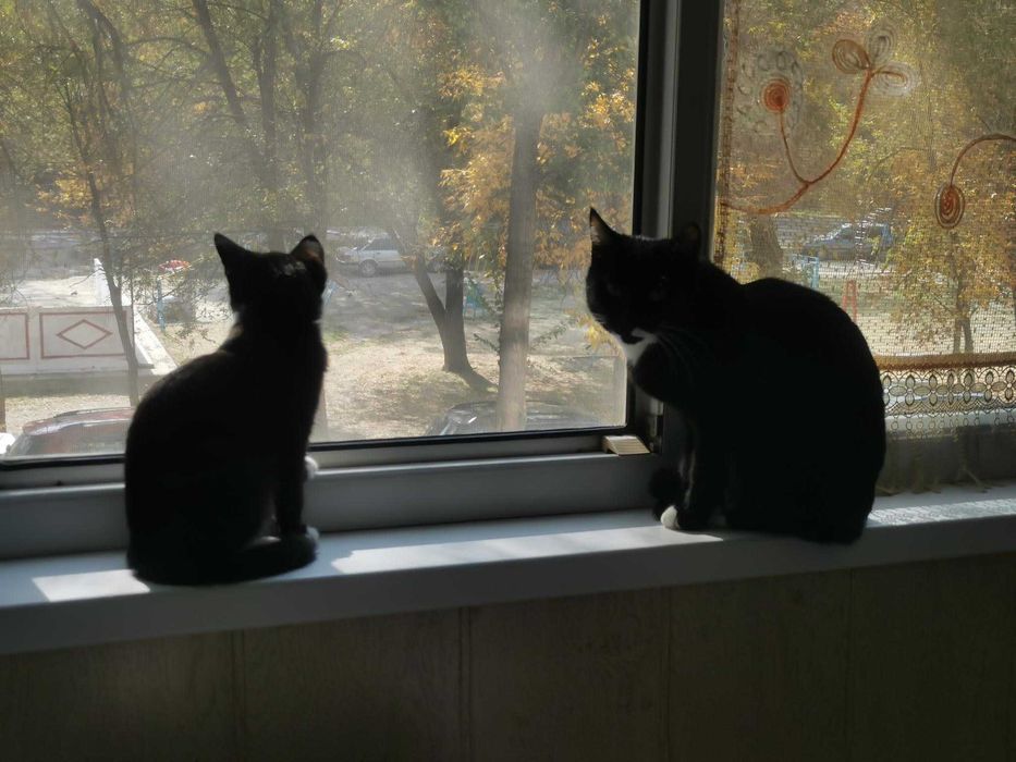 Очаровательный котенок