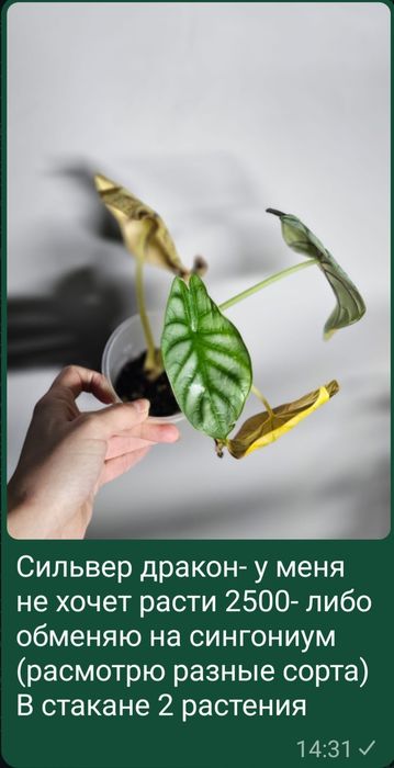 Комнатные цветы разные