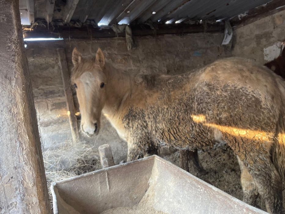 Лошади, жылқы, тай сатылады