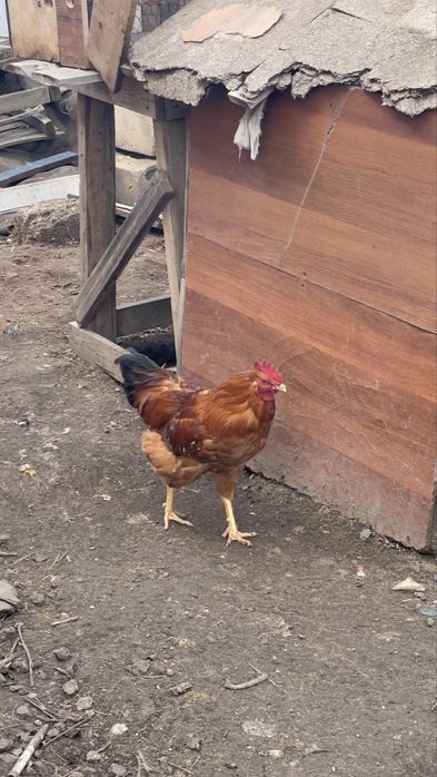 Петух Ломанбраун Адлер