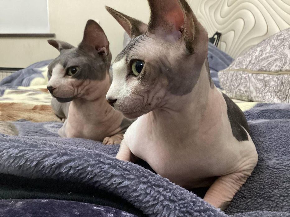 Чистокровная девочка сфинкс 2 месяца