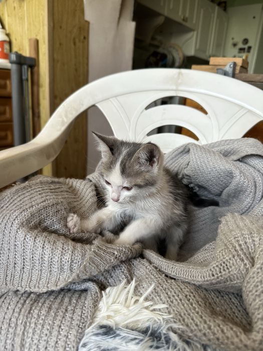 Котенок девочка