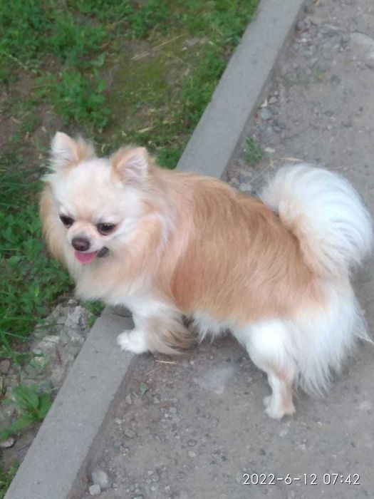 Вязка мальчика чихуахуа