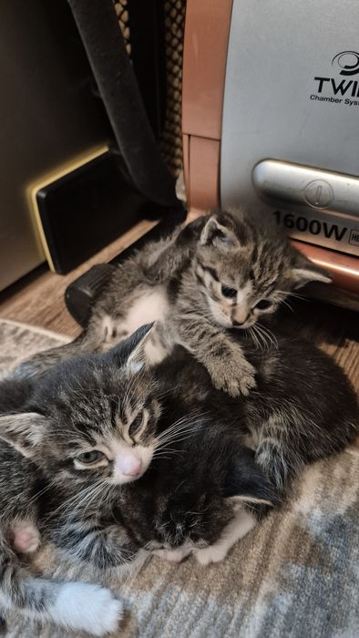 Отдам котят в добрые руки!