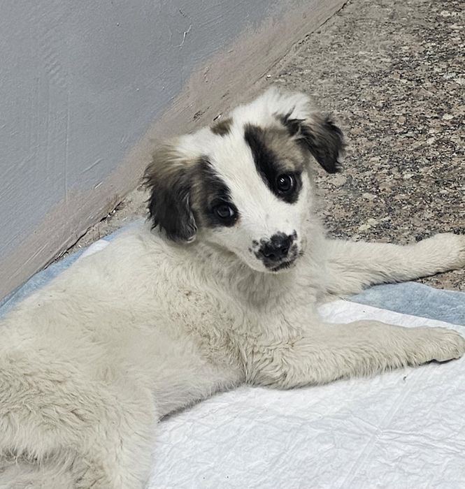 Хорошая девочка ищет дом.