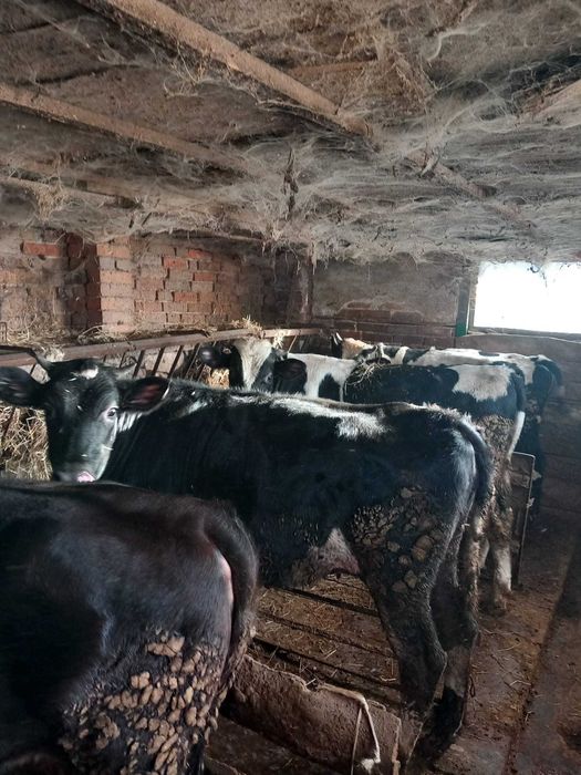 Продавам телета