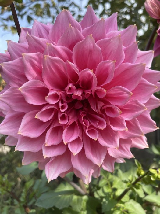 Георгины крупные розовые