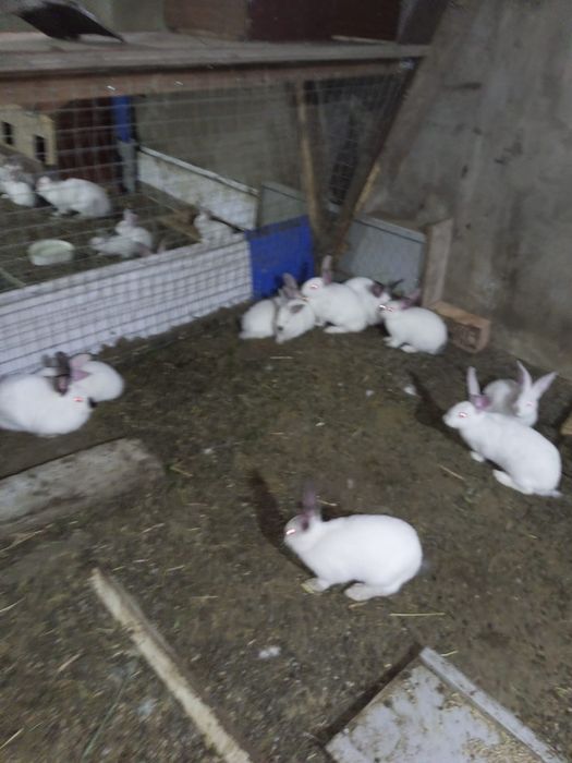 Продаю кроликов разных пород