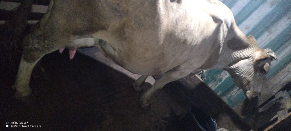 Сиыр  Корова сатылады