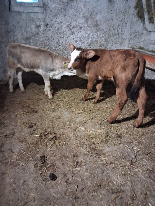 Vând tauras și vitea