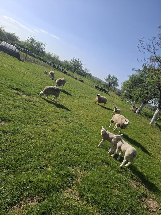Vând   oi  texel