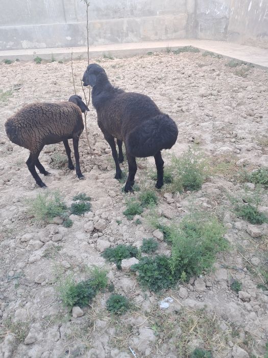 Qochqorla tish buzmagan !