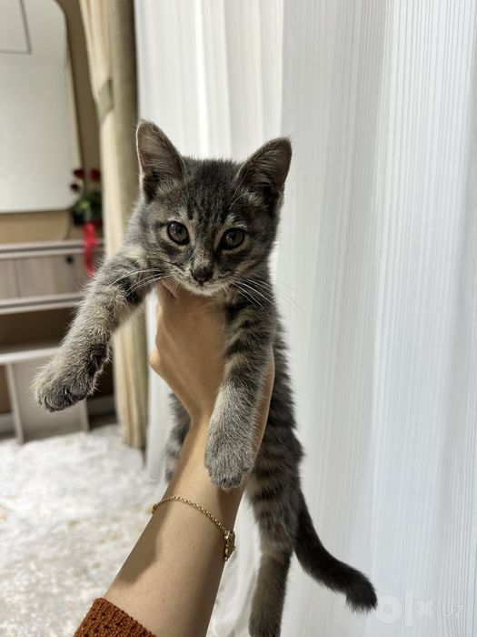 Отдам даром котика в хорошие руки