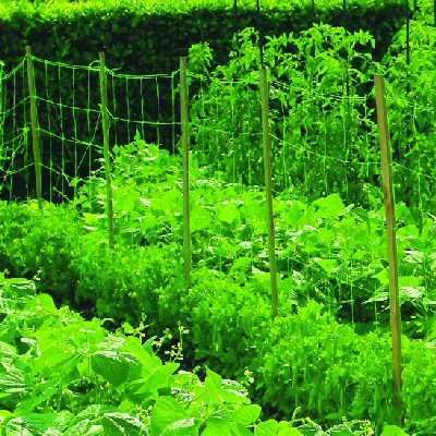 Plasa plante cataratoare (castraveti) 1,7x500m