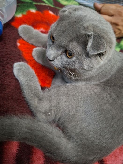 Продаётся чистокровный котёнок