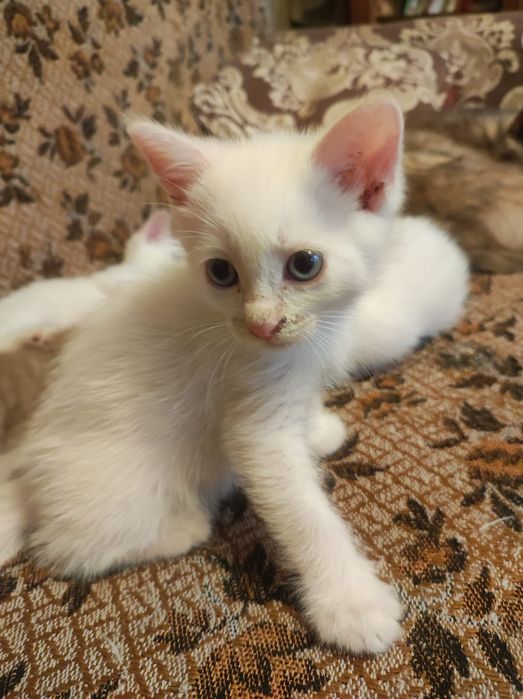 Котята в добрые руки.