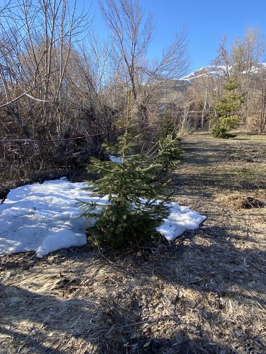 Ель саженец ель саженец