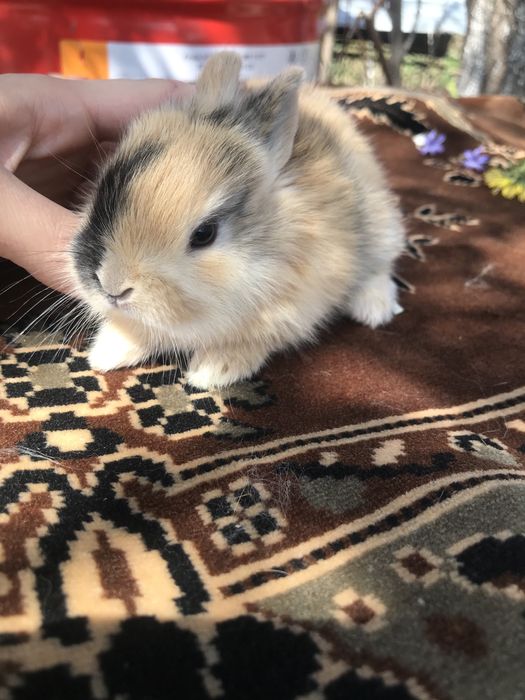 Кролики декоративные