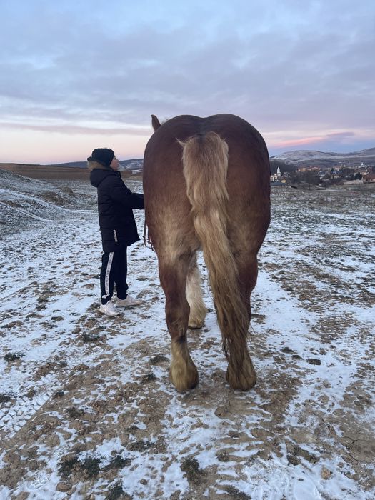 Vănd manză de 3 ani pe 4 gestantă