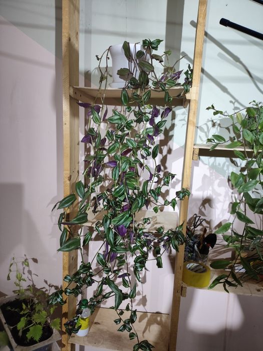 Комнатные цветы( 1.5 года)