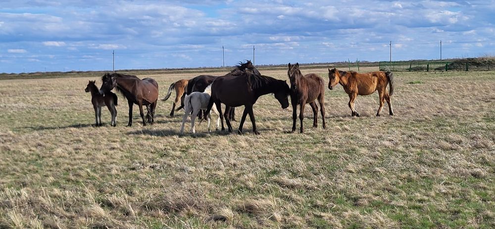 Продам оптом лошадей