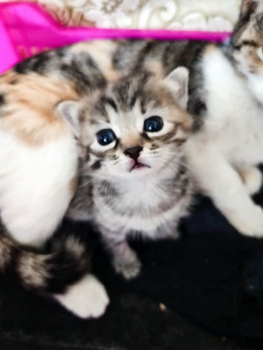 Отдам котят в добрые руки