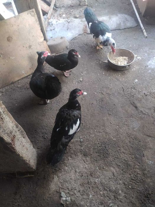 Индоутки утки селезен