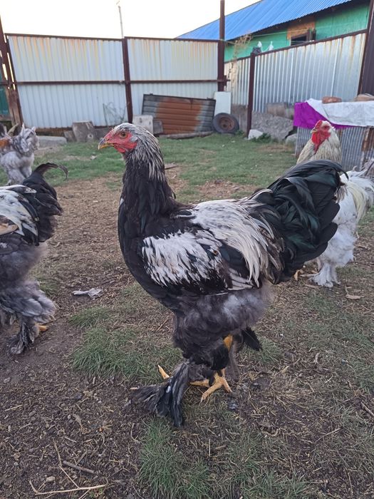 Продам петухов брама