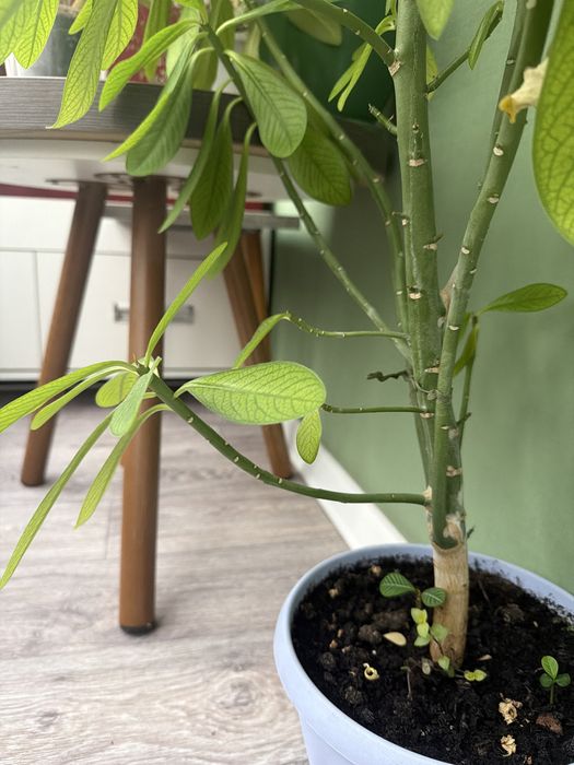 Молочай Гранта (срез)