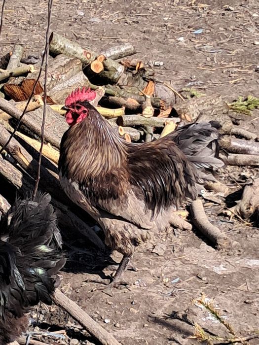 Gâscan holmogor, cocoși australop si altele