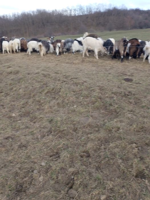 Vând capre 150 buc, prețul pe buc!!