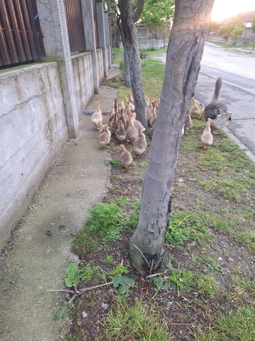 Boboci de gasca de vanzare