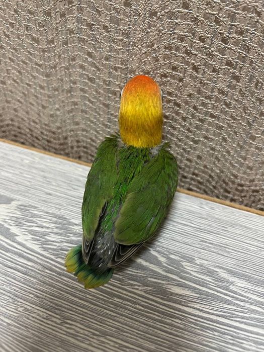Ruchnoy popugay sotiladi