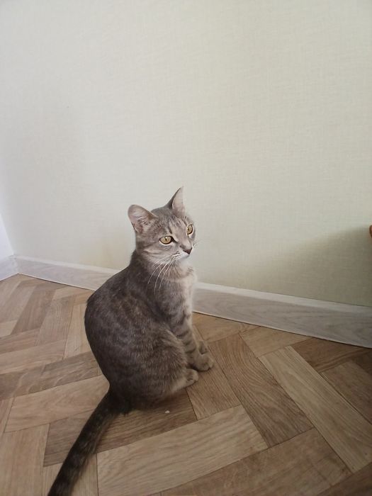 Кошечки в добрые руки