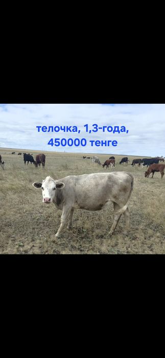 Продам корову, бычок, теленок