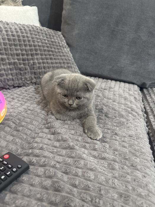Pisicuta Scottish Fold.