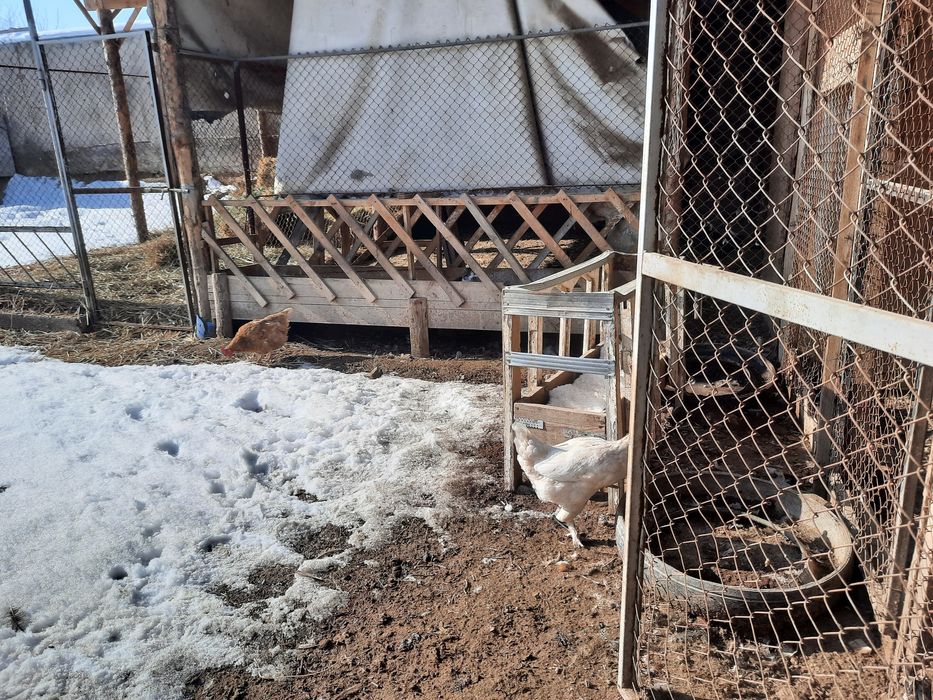 Тауықтар сатылады бағасы 2000тг