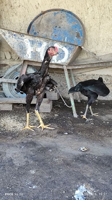 Жужа хуроз сотилади