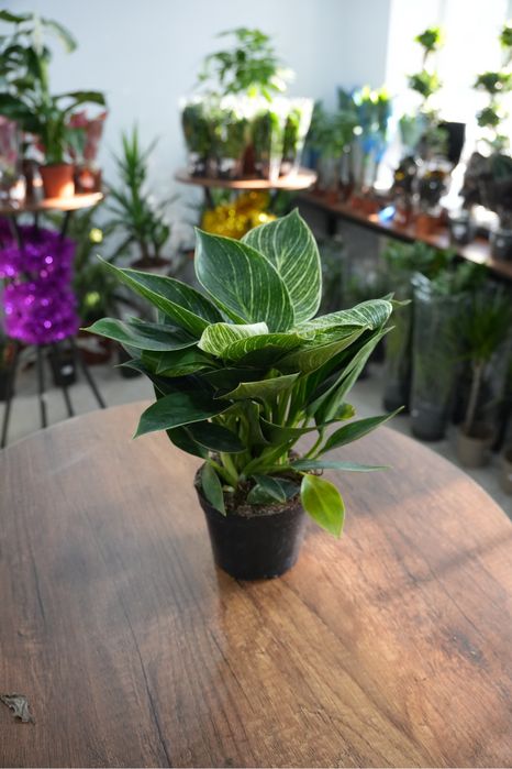 Филодендрон Платинум Даймонд