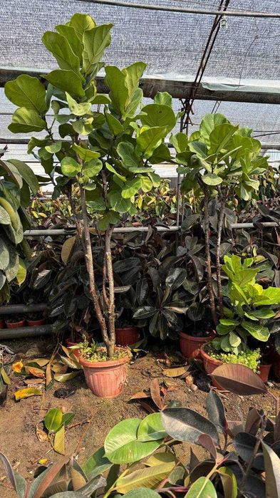 Фикус Fikus декоратив дарахти ва гуллари