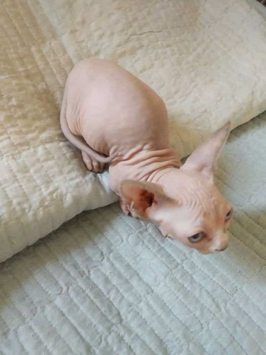 Продаётся котёнок Бамбино