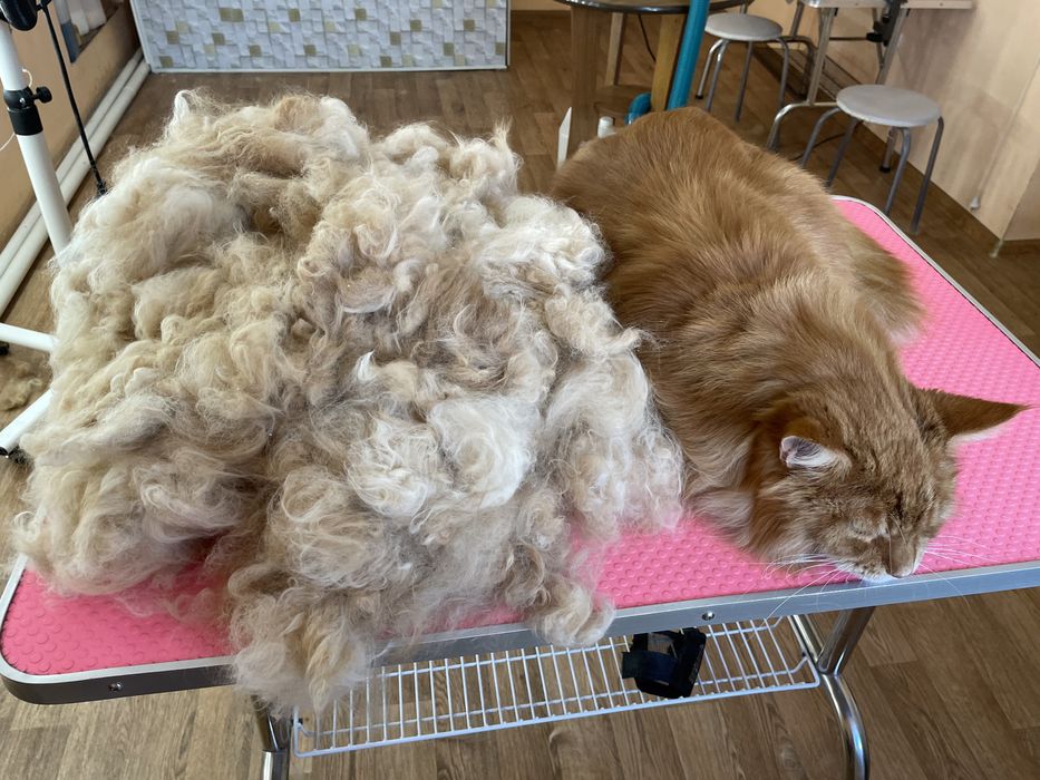 Экспресс-линька и профессиональное мытье кошек!