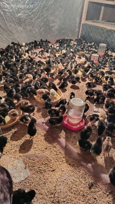 qora andijon toqvuq joʻjalari sotiladi narxni telda gaplashamiz !!!