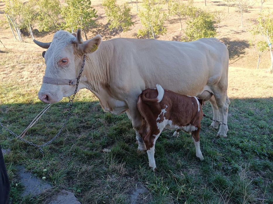 Vacă de vânzare Bălțată Românească