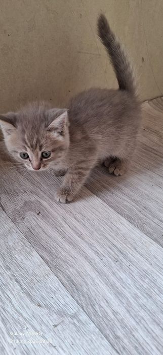 Хорошие Котята даром