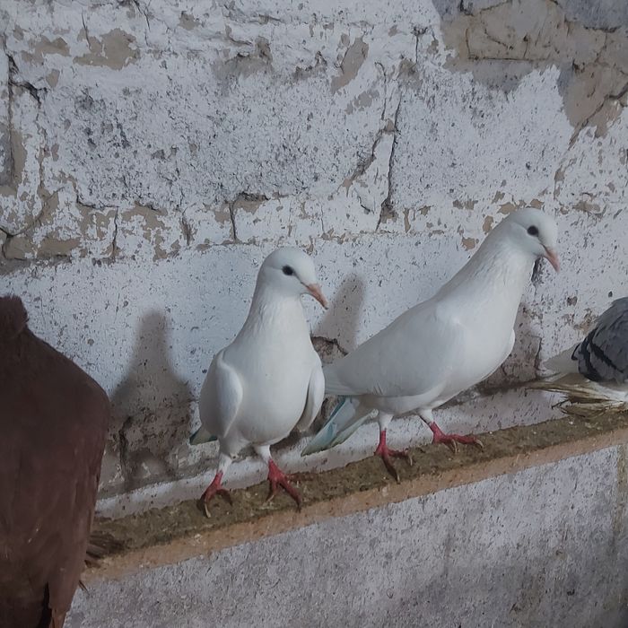 Бели Иран пара гатовый лет с игрой