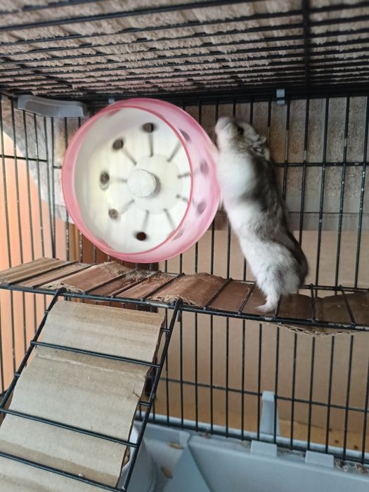 Хомяки Джунгарики