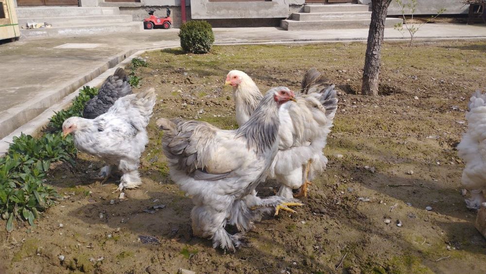 Brama tovuq xoʻroz sotiladi, 220.000.