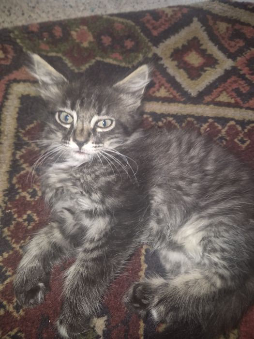 Котята!Восточный 1 дачи